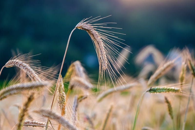 Sustainable crop production