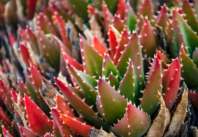 Decorative Plant Arrangement